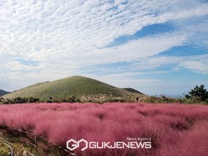 [오늘날씨] 서울날씨 "기온다시 회복" 핑크<b>뮬리</b>·2022년 단풍절정시기·명소