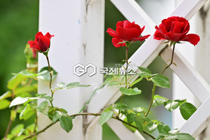 2025년 장마전선 이동 예상도