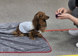 커넥팅더닷츠, 안양소년원에 반려동물 교감 프로그램 시범 운영...정서... - 뉴스 썸네일 이미지