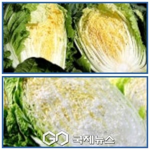 식약처장, 절임배추·마른김 업체 현장점검 - 뉴스 썸네일 이미지