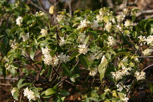 산림청 국립수목원,1월 '우리의 정원식물'...상서로운 하얀 향기 '백서향... - 뉴스 썸네일 이미지