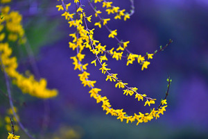 [국제포토] 힐링 벚꽃축제 & 개나리꽃 - 뉴스 썸네일 이미지