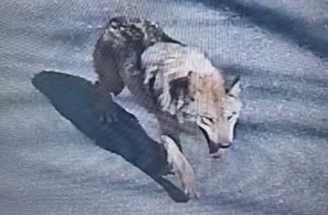 늑구 관련 이미지 1