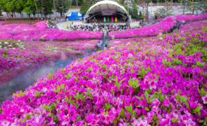 군포 철쭉축제 관련 이미지