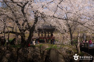 "벚꽃 엔딩이 아쉽다면?" 가지마다 봄이 내려앉은 거창 수양벚꽃 여행 - 뉴스 썸네일 이미지