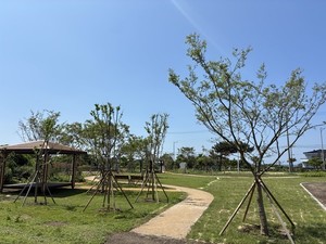 서귀포, 도심 자투리땅 4곳 녹색 쉼터로 재탄생 - 뉴스 썸네일 이미지