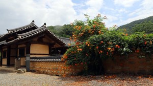 경산시, <b>능소화</b>의 명소 난포고택, 6월을 물들이다