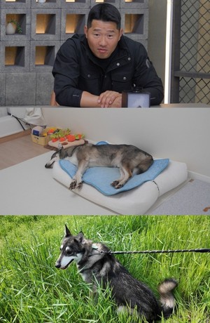 '<b>개늑시</b>2' 반려견 위해 1억 개집...강형욱 "평범한 개와 달라"